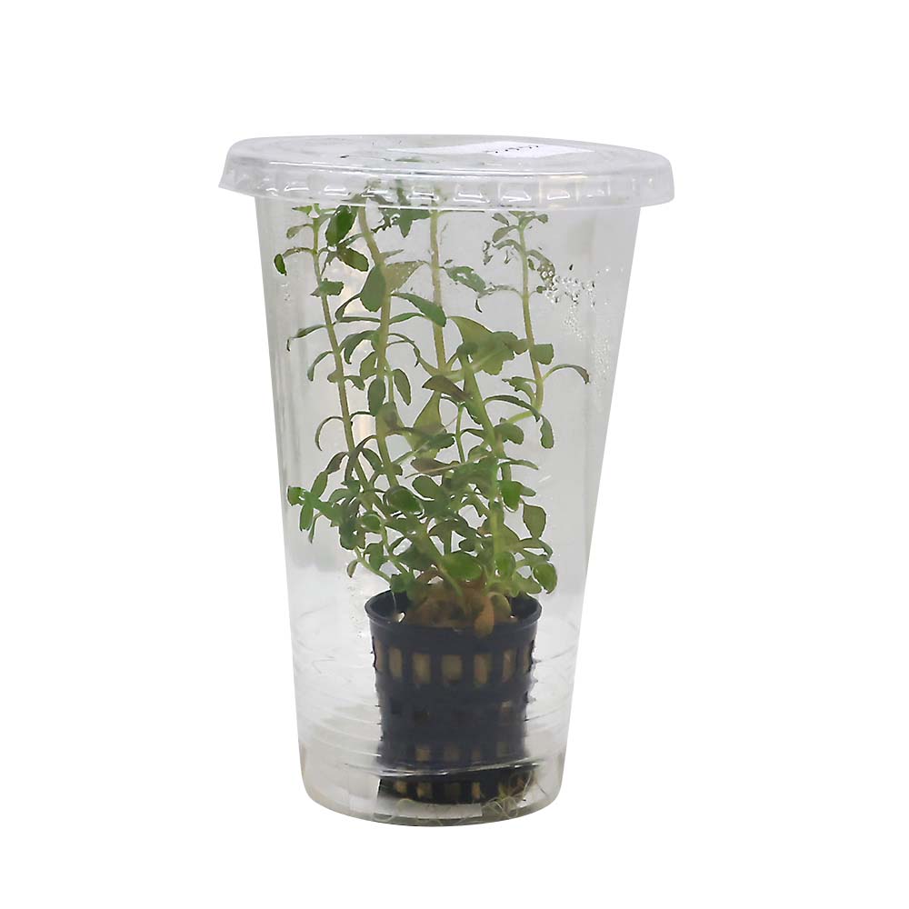 深谷ナーセリー　ニューオランダラス　カップ付　１ＰＯＴ