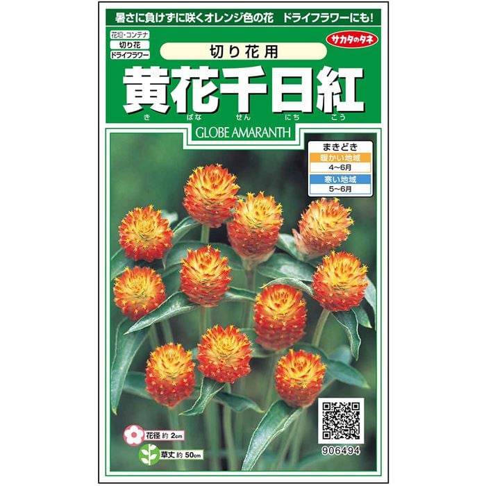 センニチコウ＿黄花千日紅　春まき