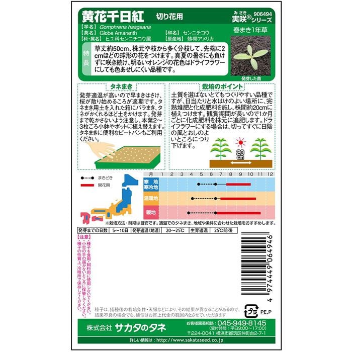 センニチコウ＿黄花千日紅　春まき