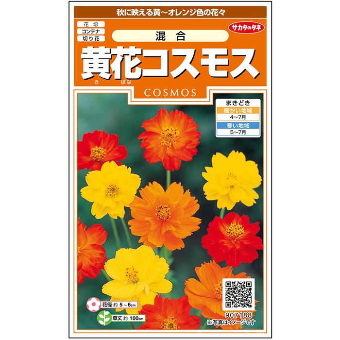コスモス＿黄花コスモス＿混合　春まき