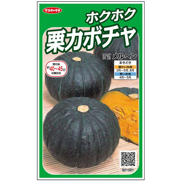 カボチャ＿ホクホク栗カボチャ＿メルヘン　春まき
