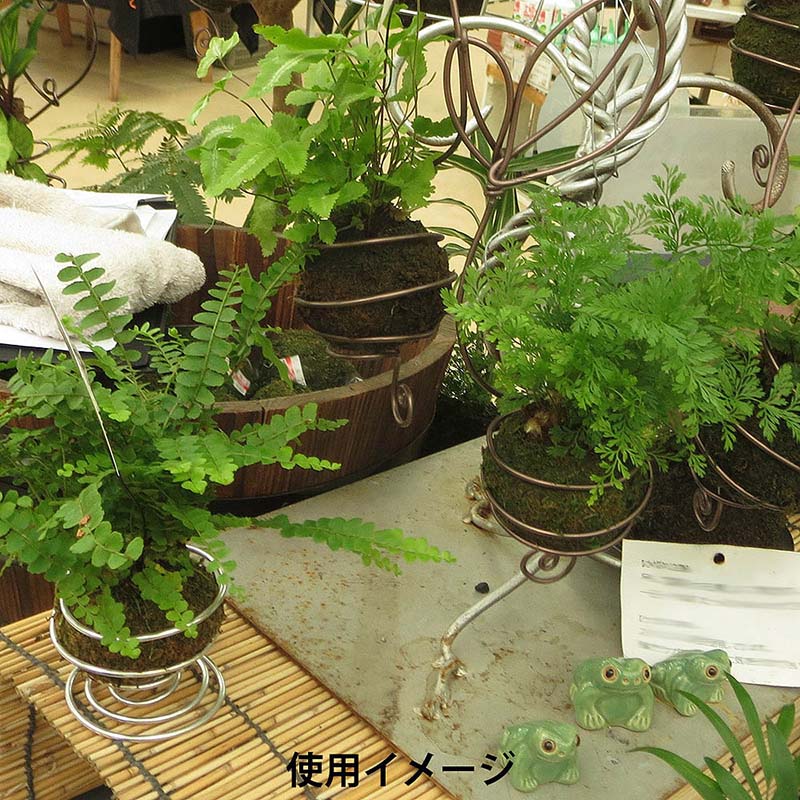 苔玉　6cm