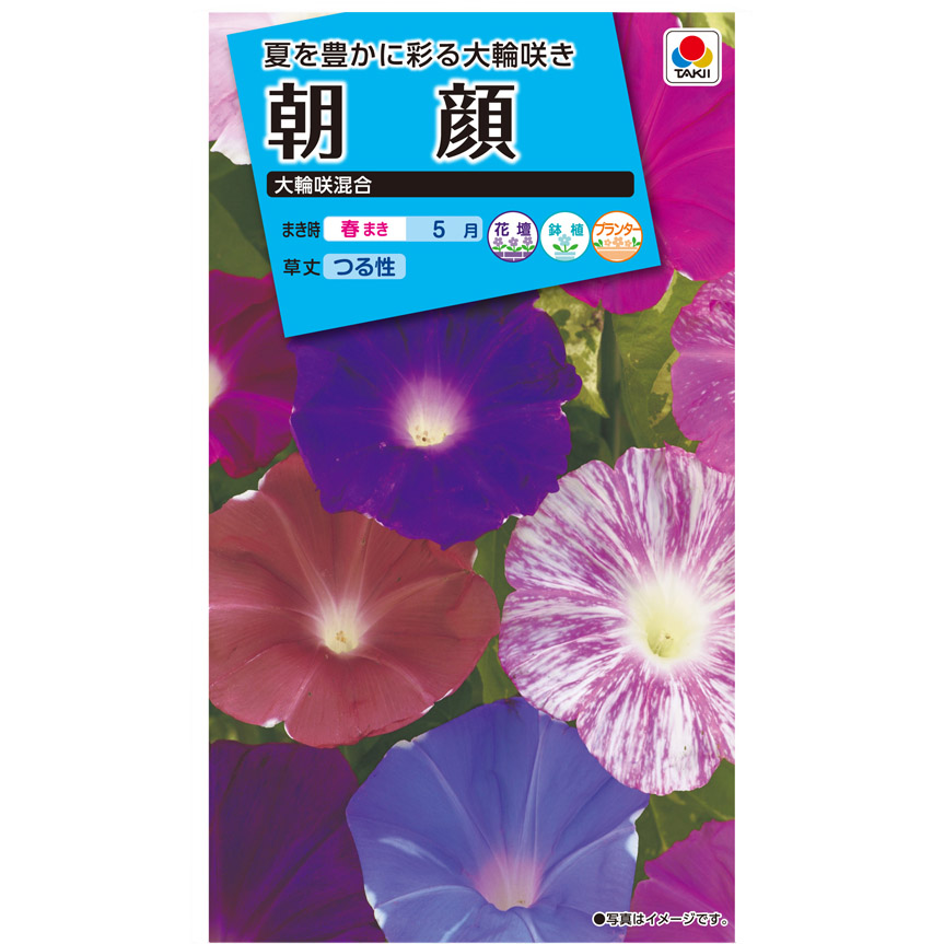 朝顔 大輪咲混合　春まき