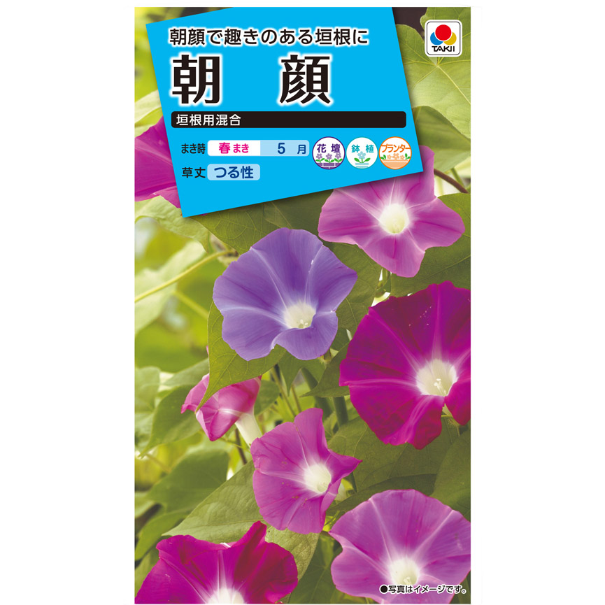 朝顔 垣根用混合　春まき