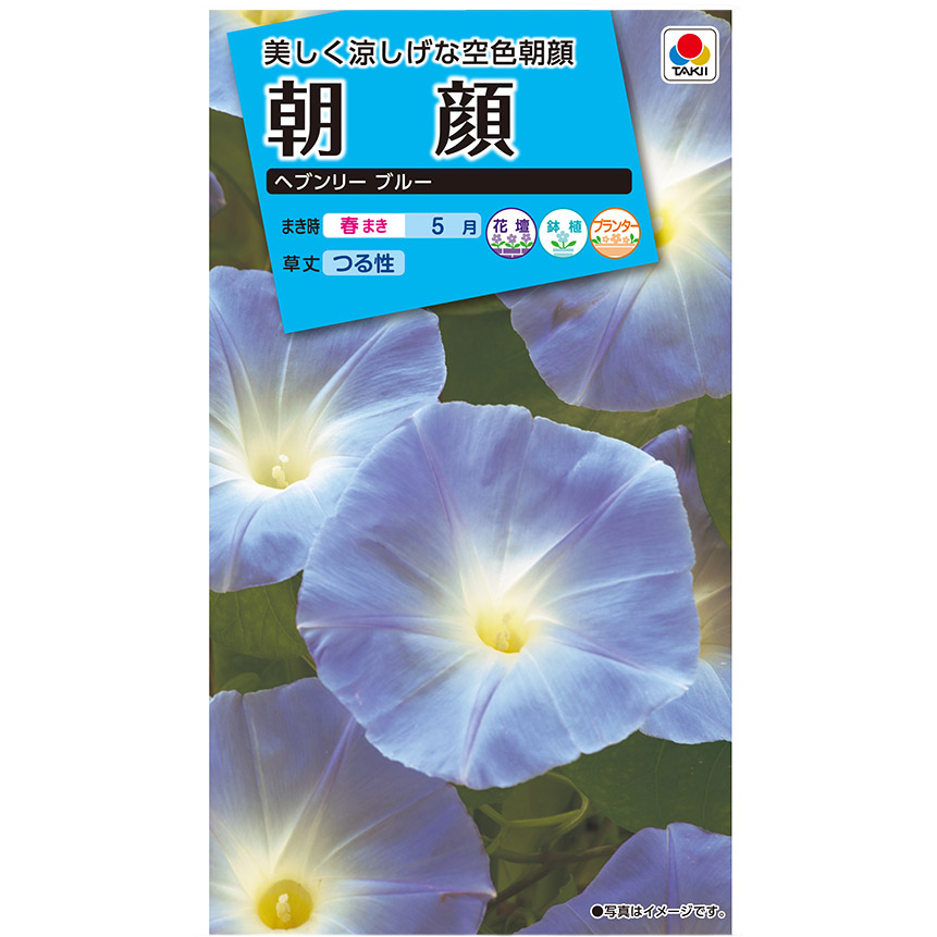 朝顔 ヘブンリーブルー　春まき