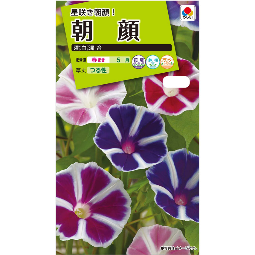 朝顔 曜白混合　春まき