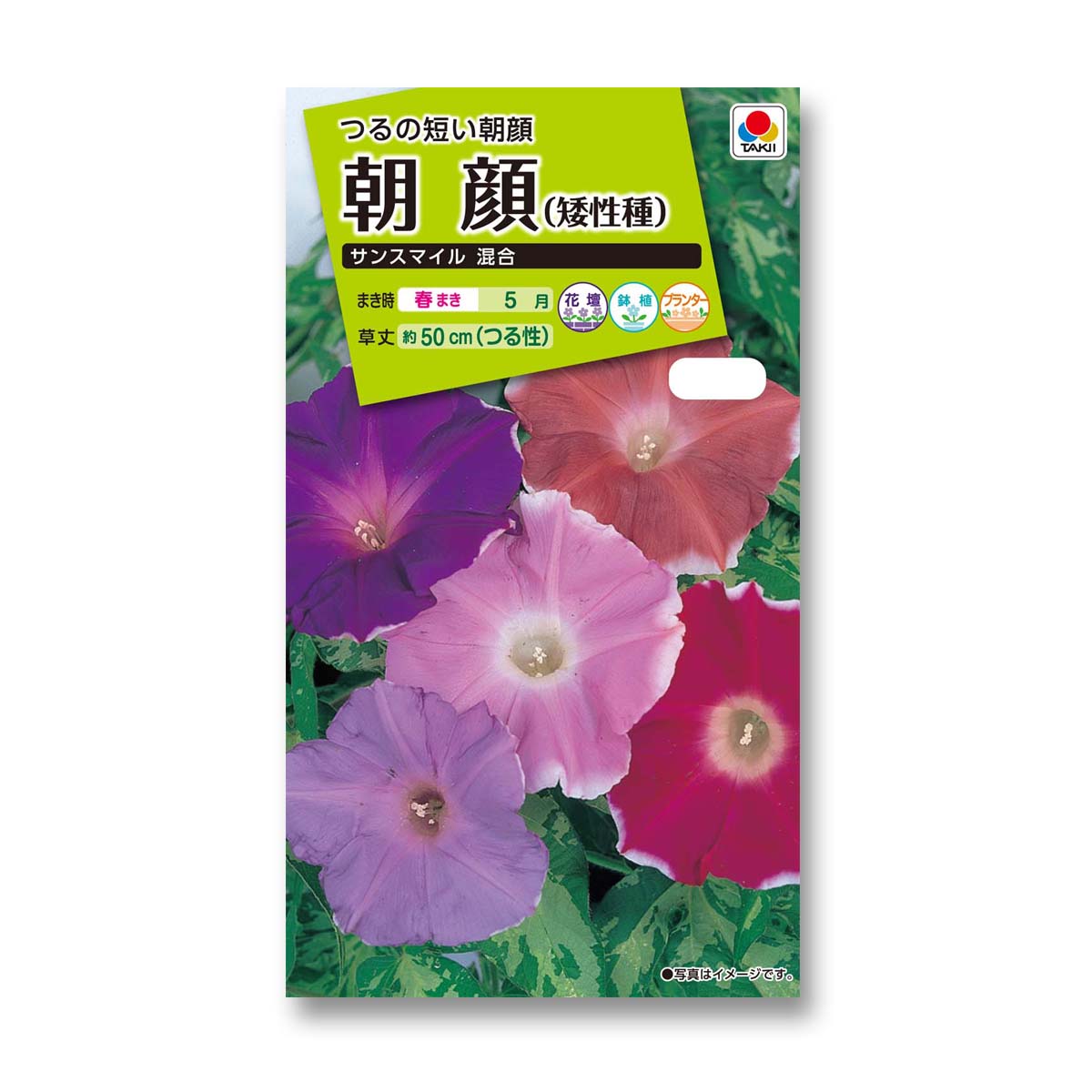 朝顔 サンスマイル混合　春まき