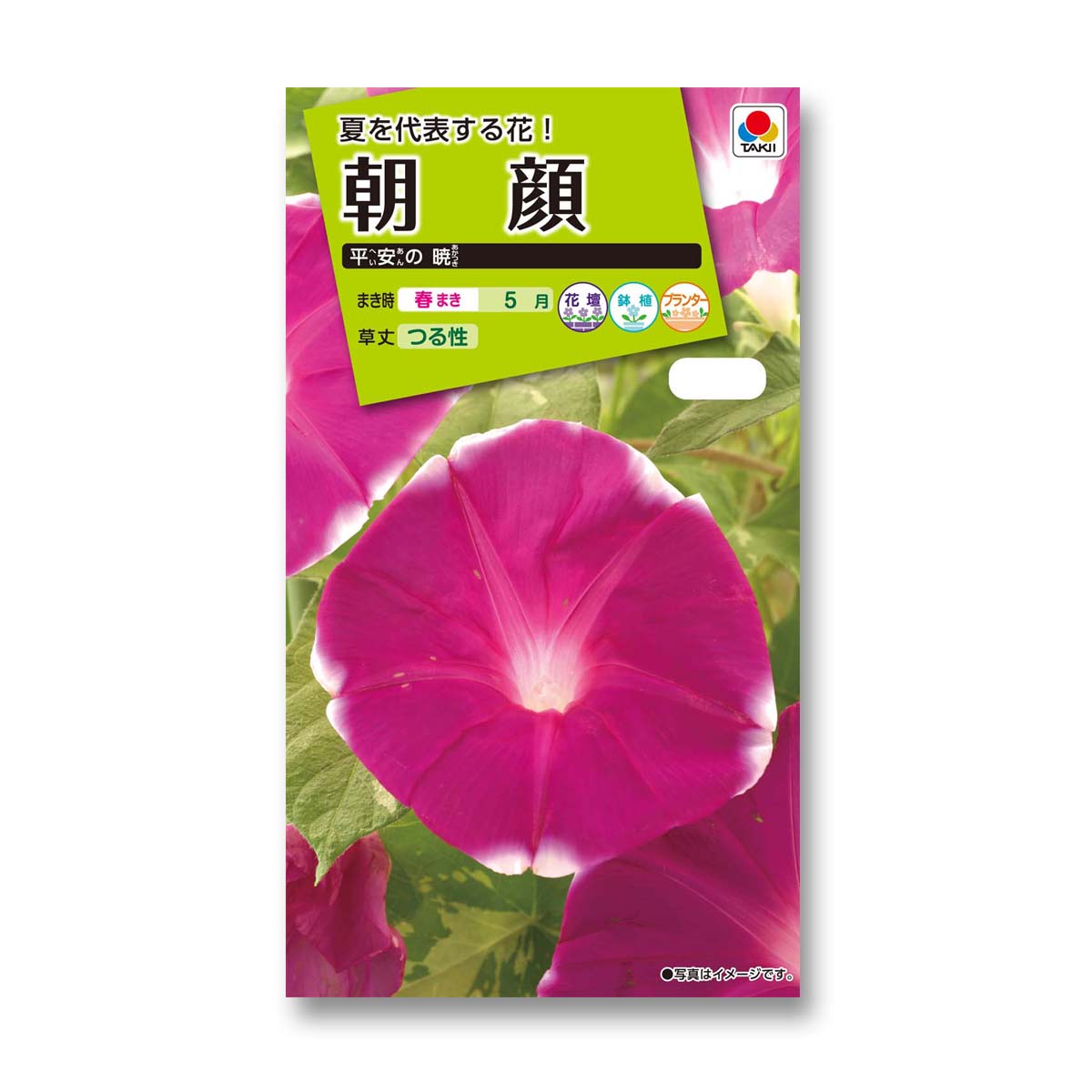朝顔 平安の暁　春まき