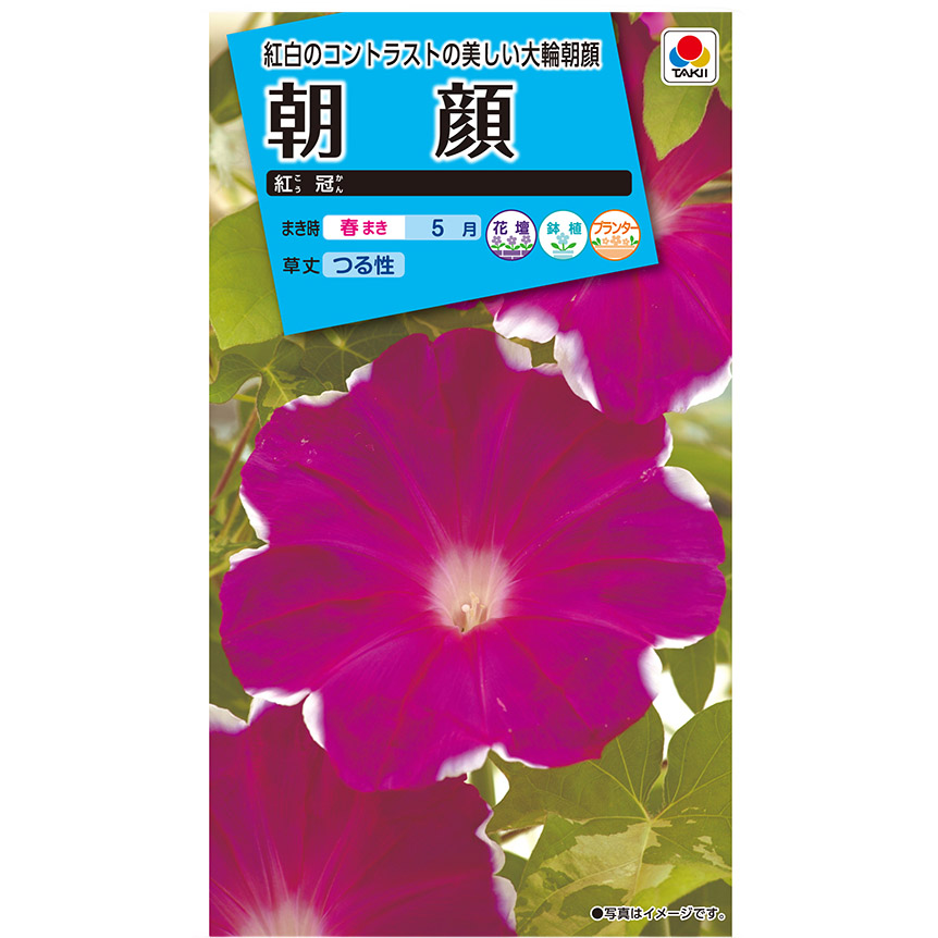朝顔 紅冠　春まき