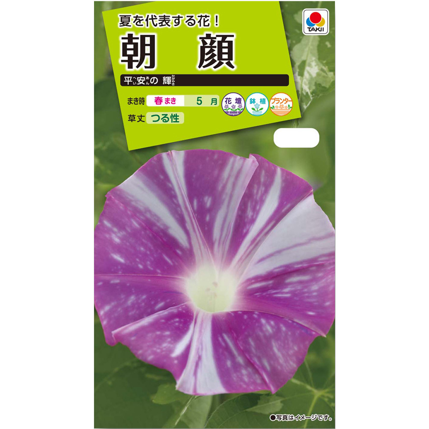 朝顔 平安の輝　春まき