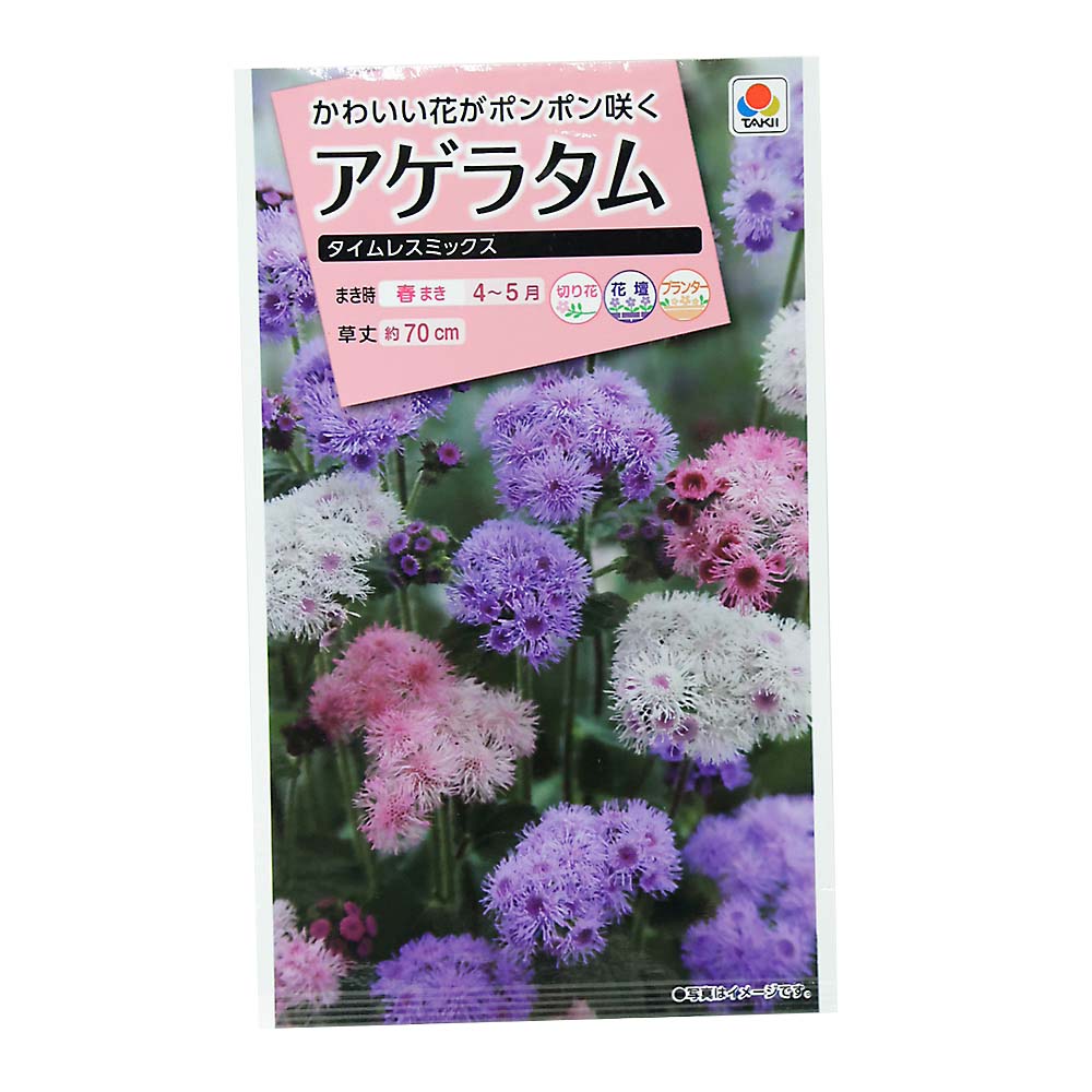 アゲラタム タイムレスミックス　春まき