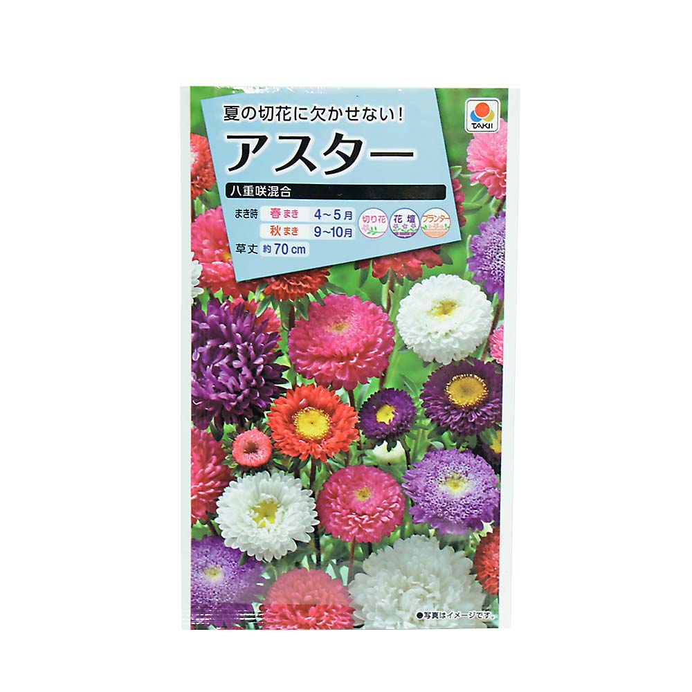 アスター 八重咲混合　春秋兼用