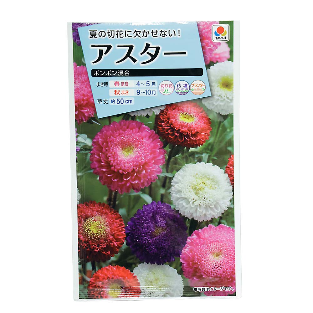 アスター ポンポン混合　春秋兼用