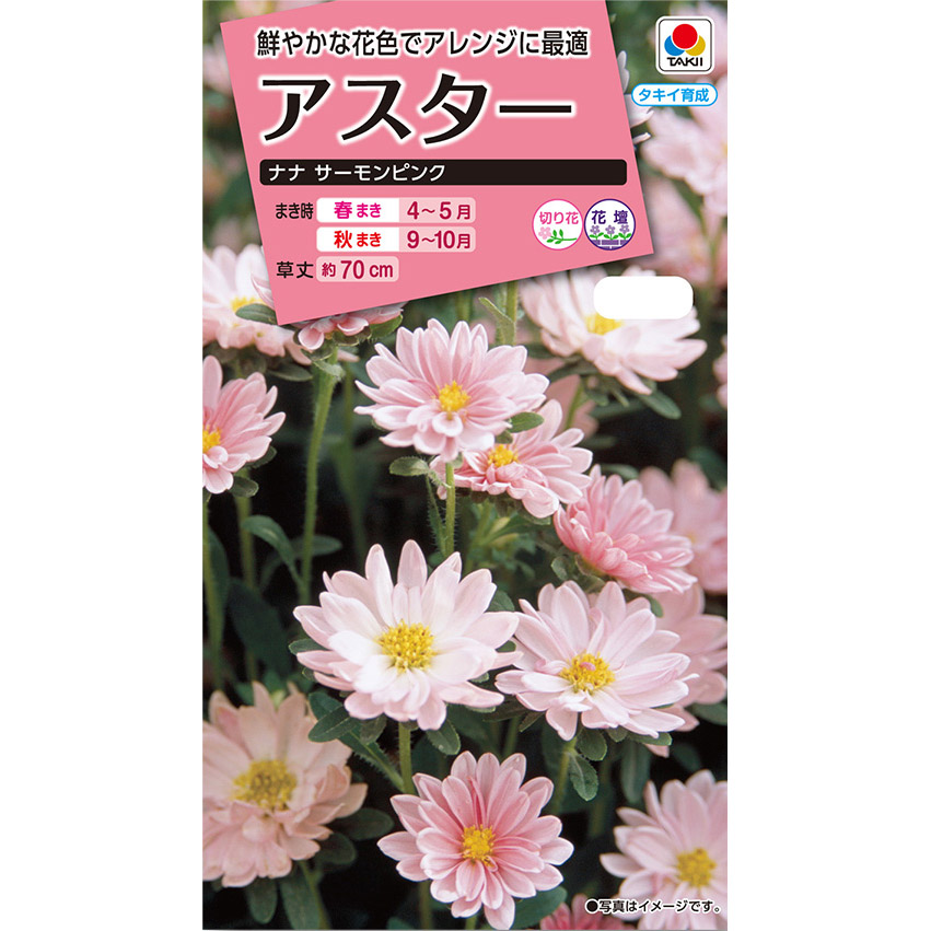 アスター ナナサーモンピンク　春まき