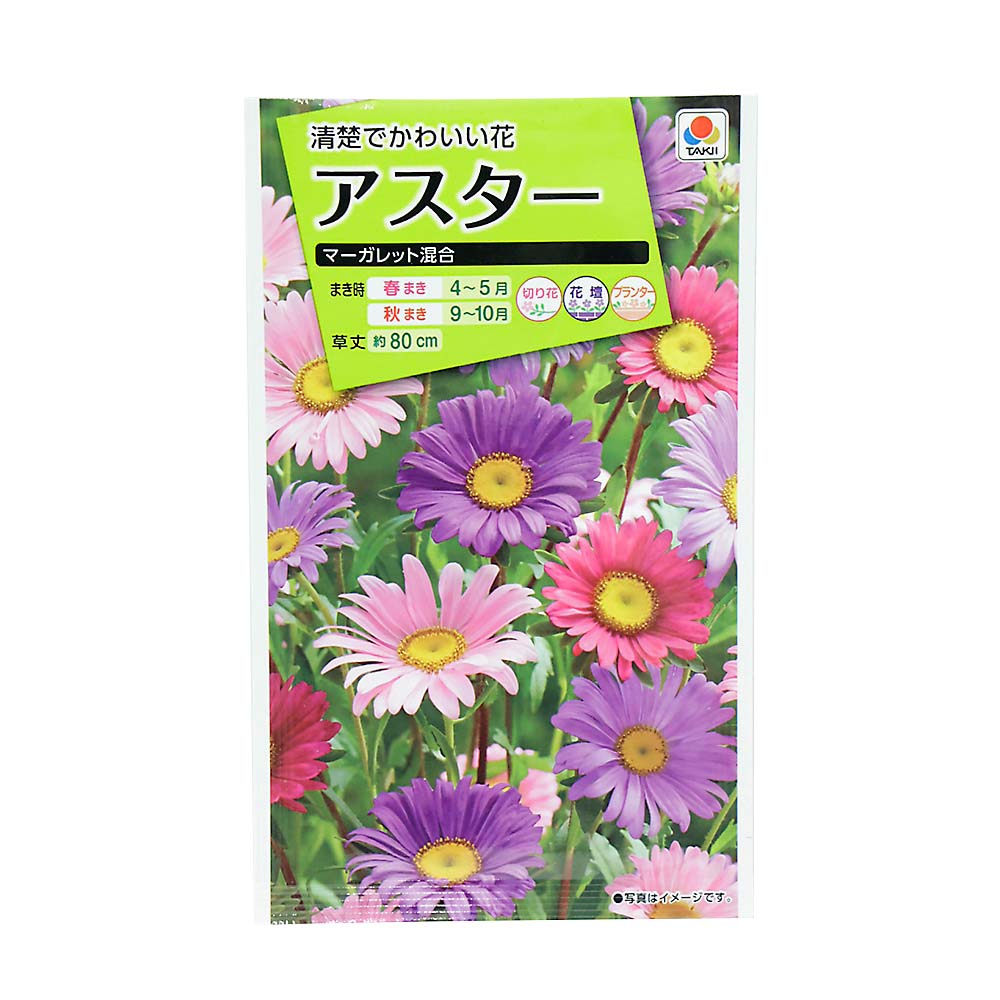 アスター マーガレット混合　春秋兼用