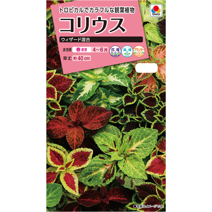 コリウス ウィザード混合　春まき