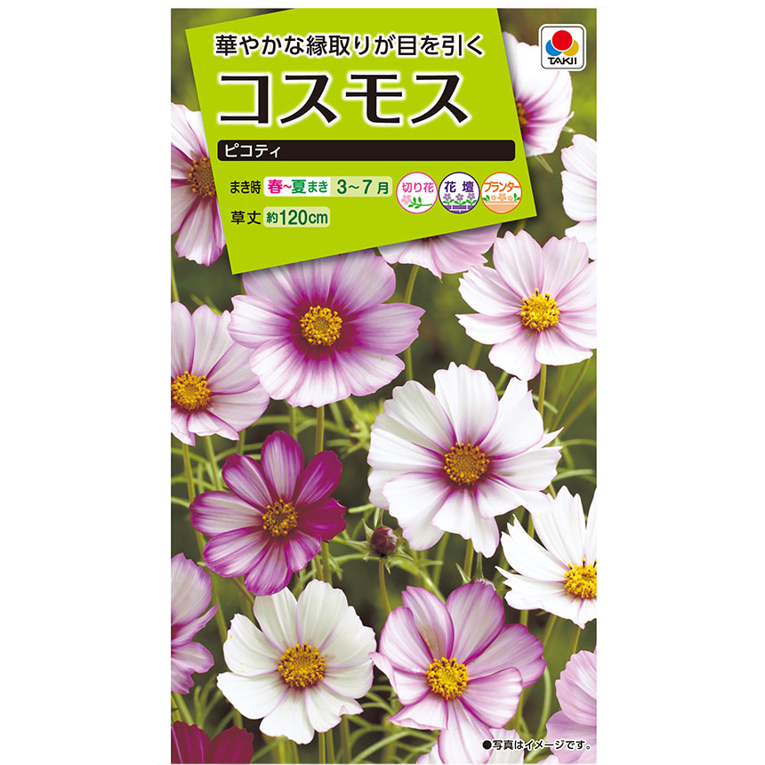 コスモス ピコティ　春まき