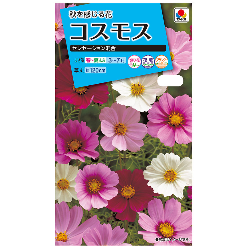 徳用 コスモス畑 センセーション混合　春まき