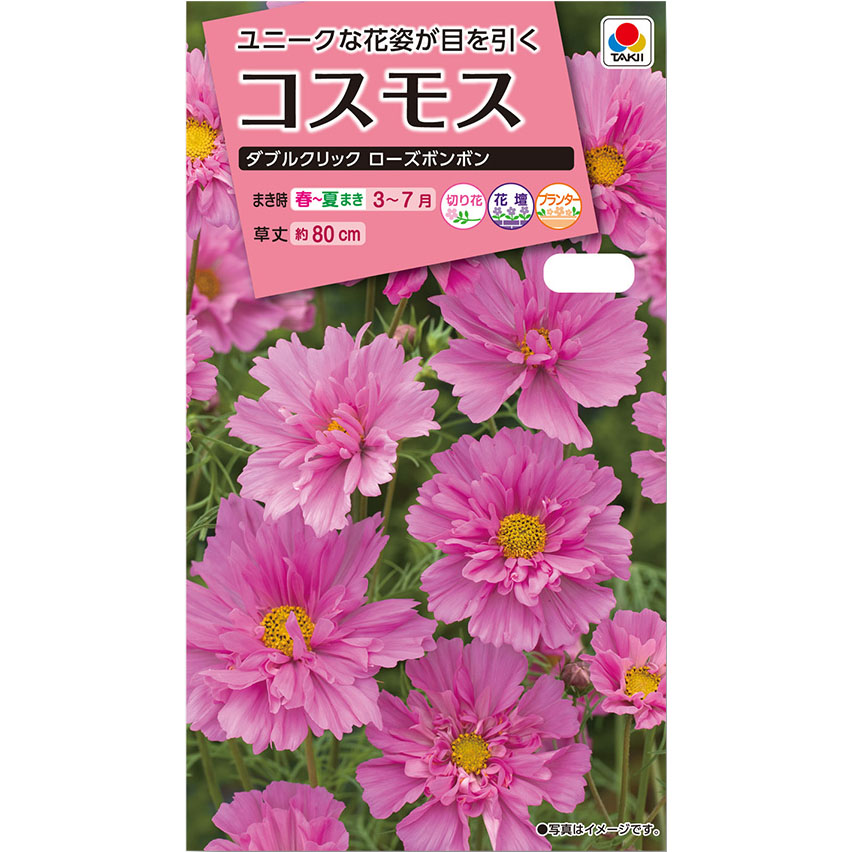 コスモス ダブルクリックローズボンボン　春まき