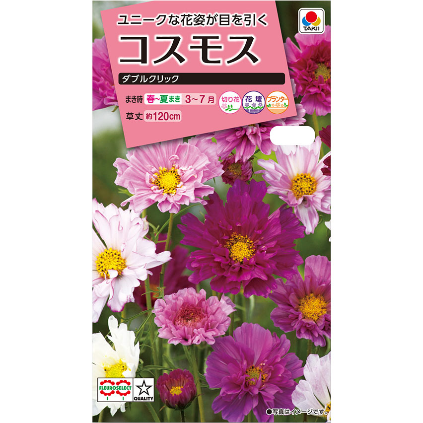 コスモス ダブルクリック　春まき