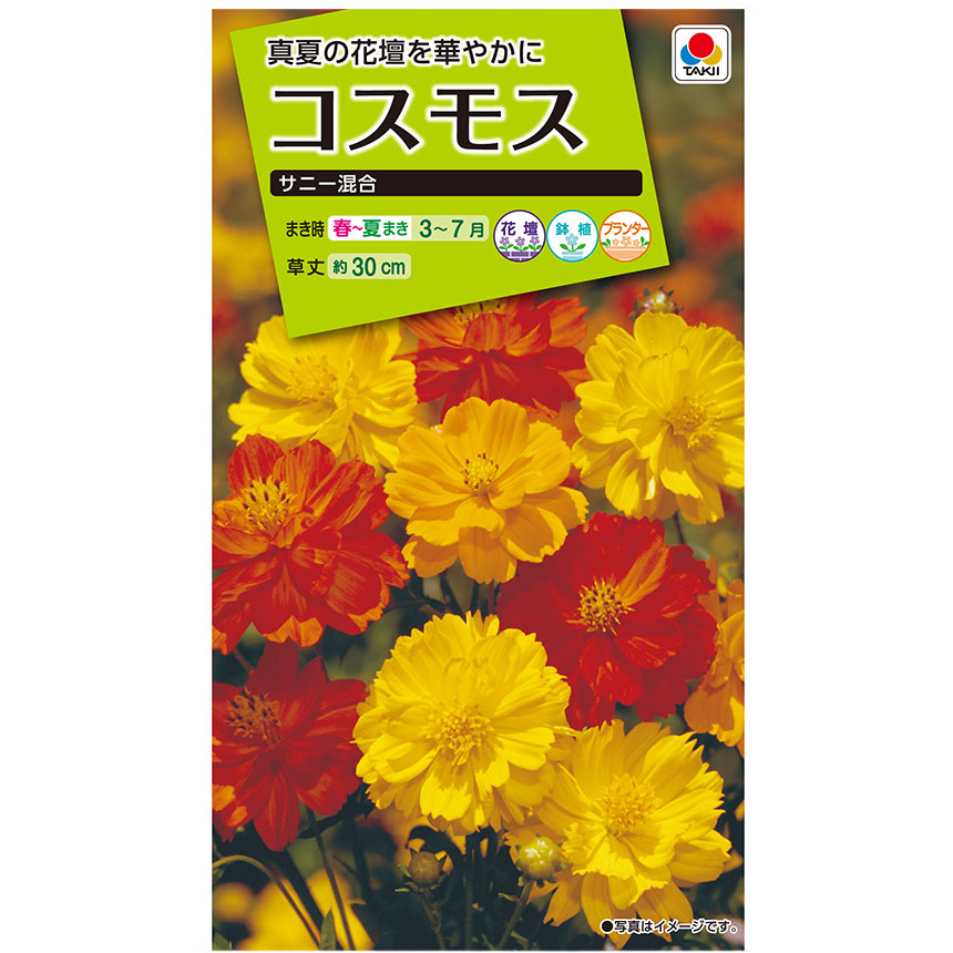 コスモス サニー混合　春まき
