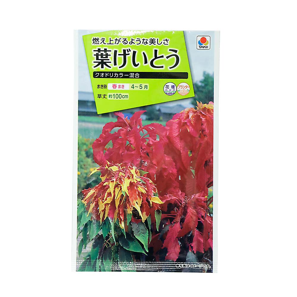 葉げいとう クオドリカラー混合　春まき