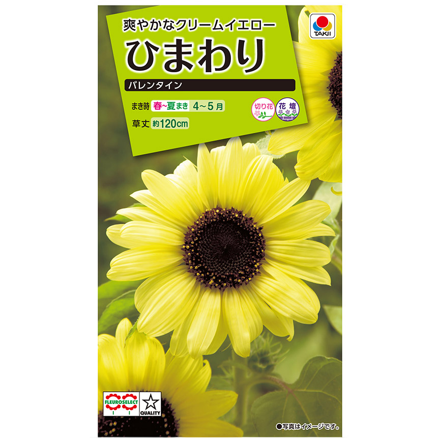 ひまわり バレンタイン　春まき