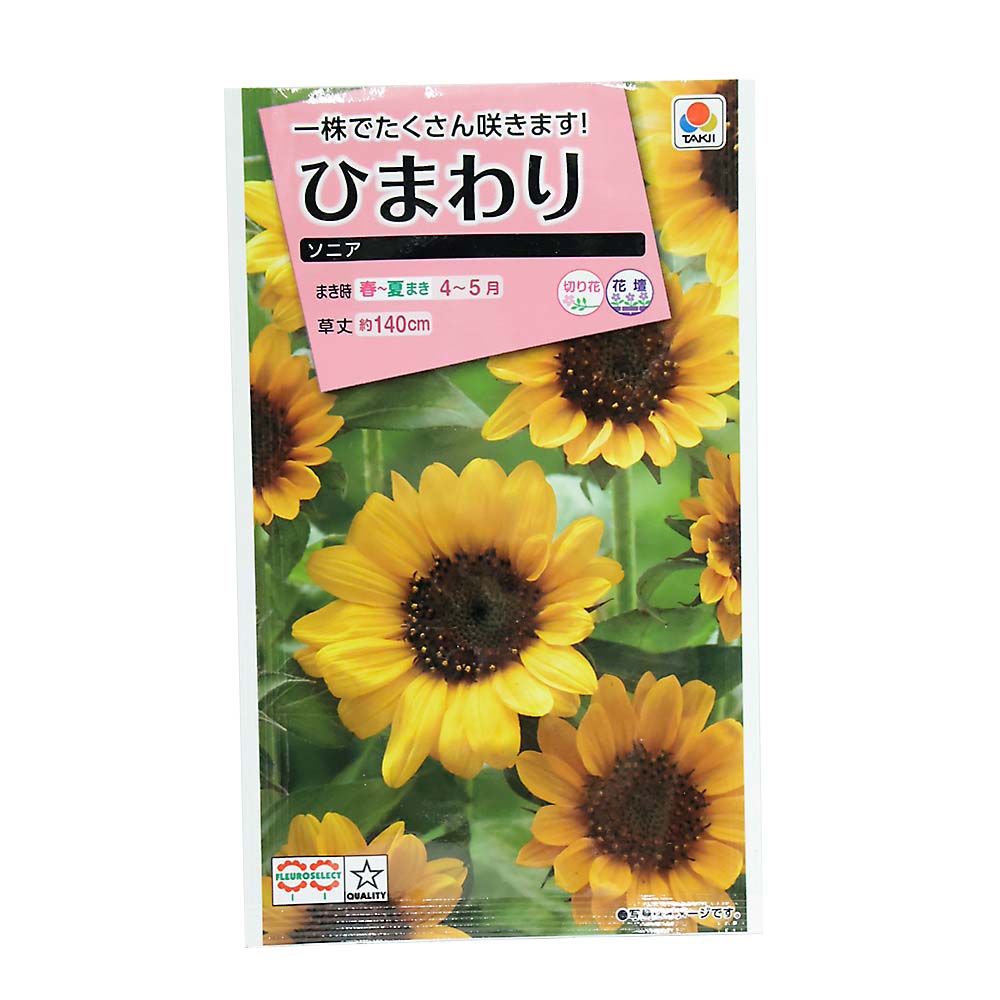 ひまわり ソニア　春まき