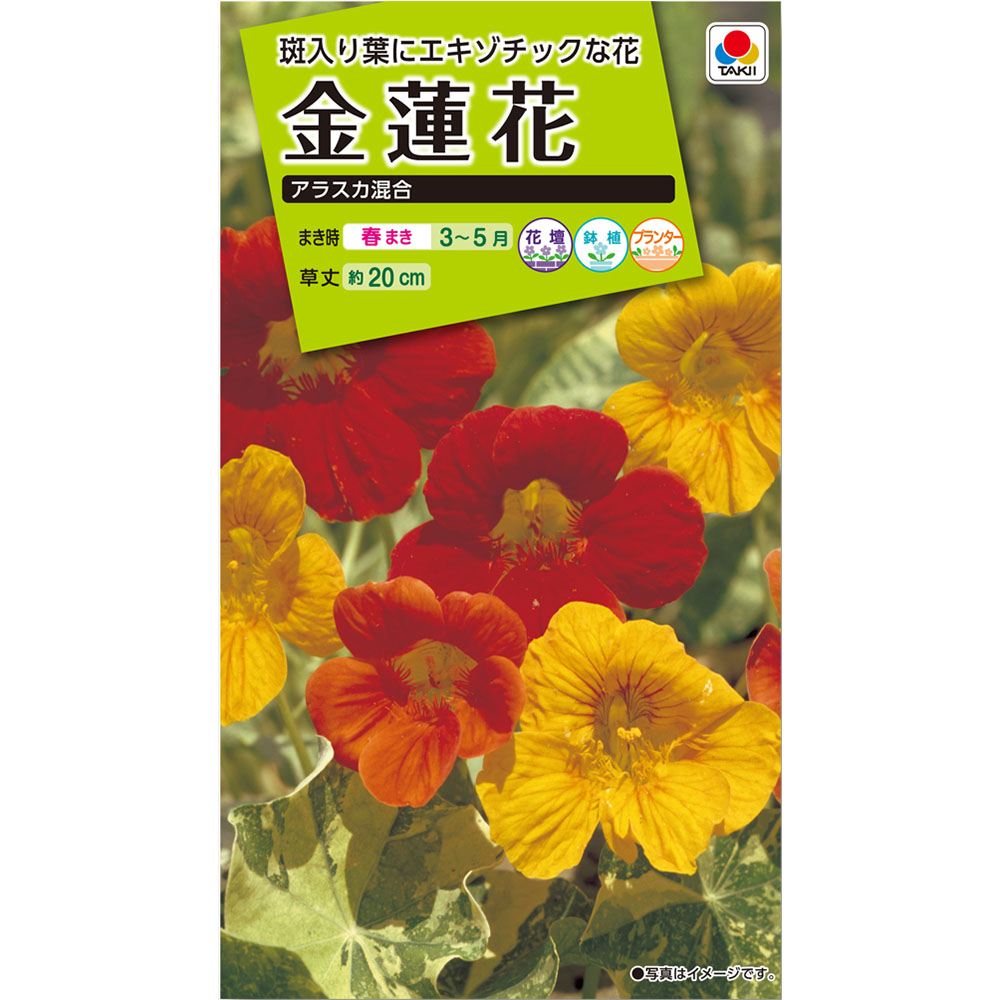 金蓮花 アラスカ混合　春まき