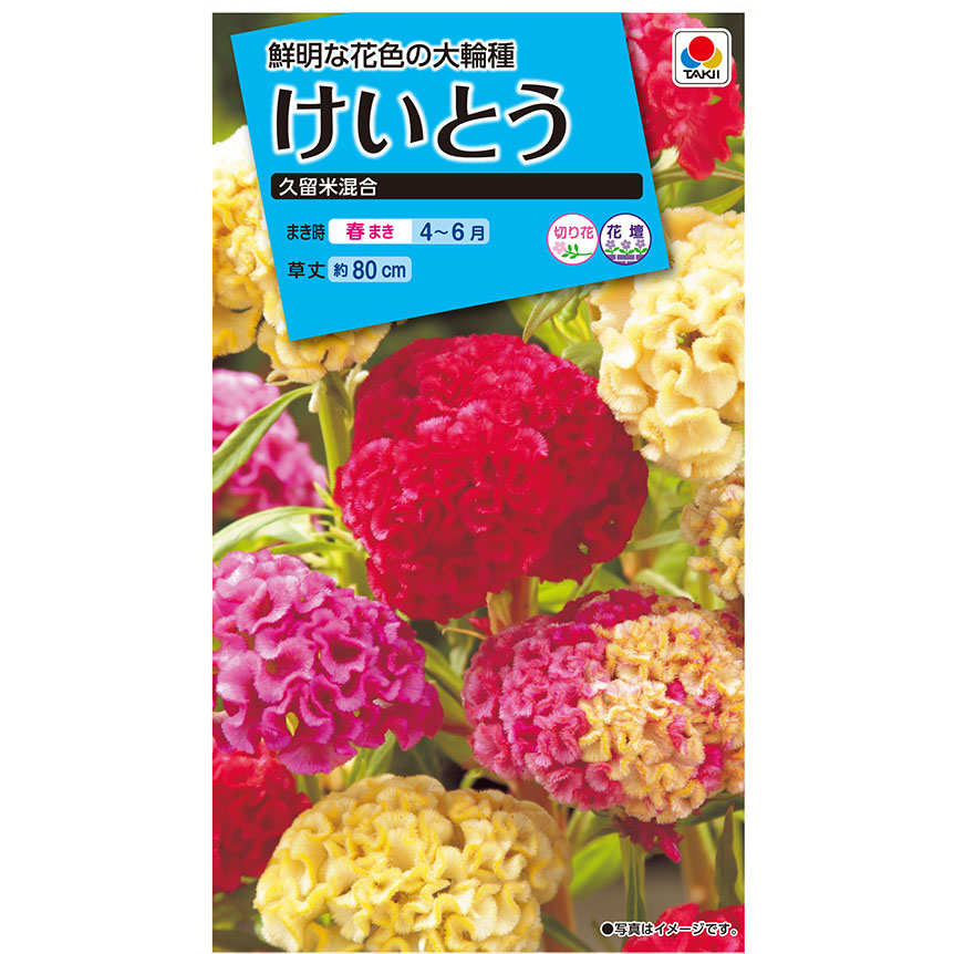 鶏頭 久留米混合　春まき