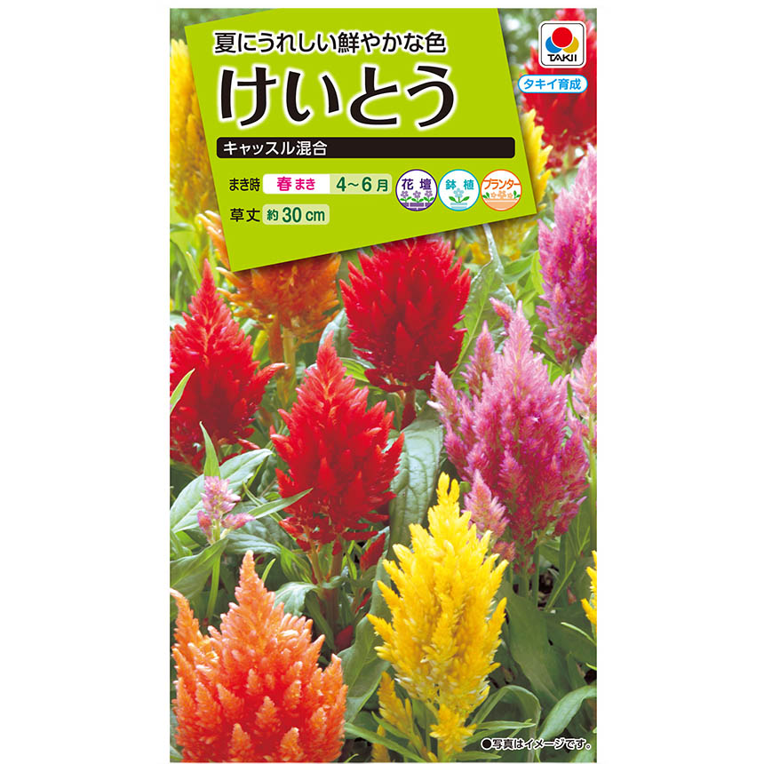 鶏頭 キャッスル混合　春まき