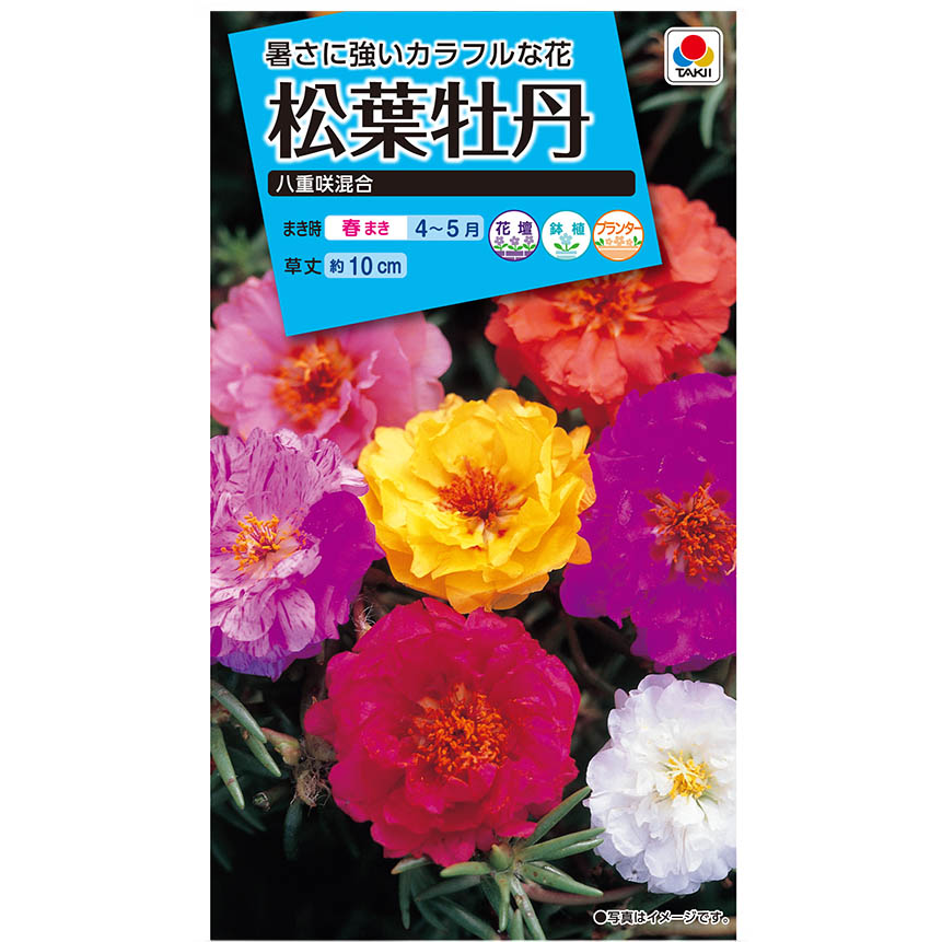 平和屋着物□付下げ 刺繍 宝尽くし花文 松竹梅 金銀彩 正絹 逸品