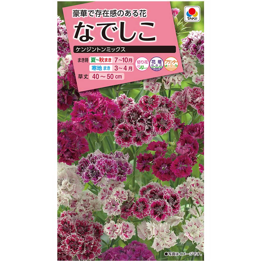 なでしこ　ケンジントンミックス　秋まき