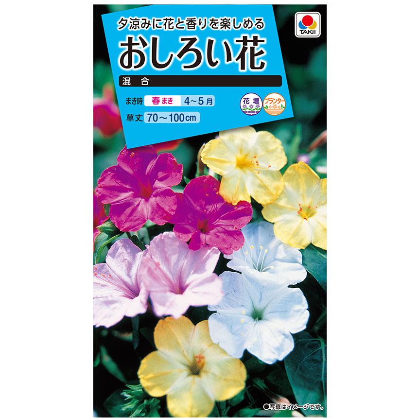 おしろい花 混合　春まき