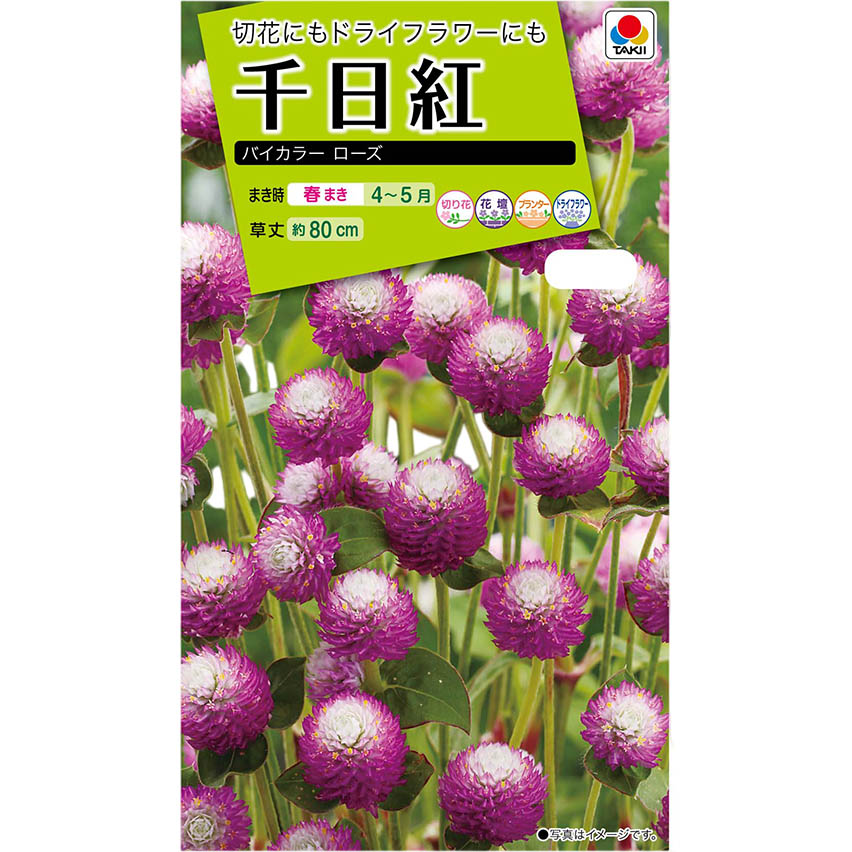 千日紅 バイカラーローズ　春まき