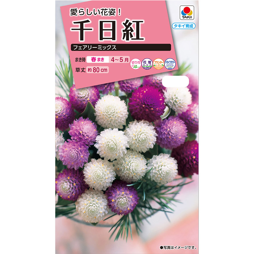 千日紅 フェアリーミックス　春まき