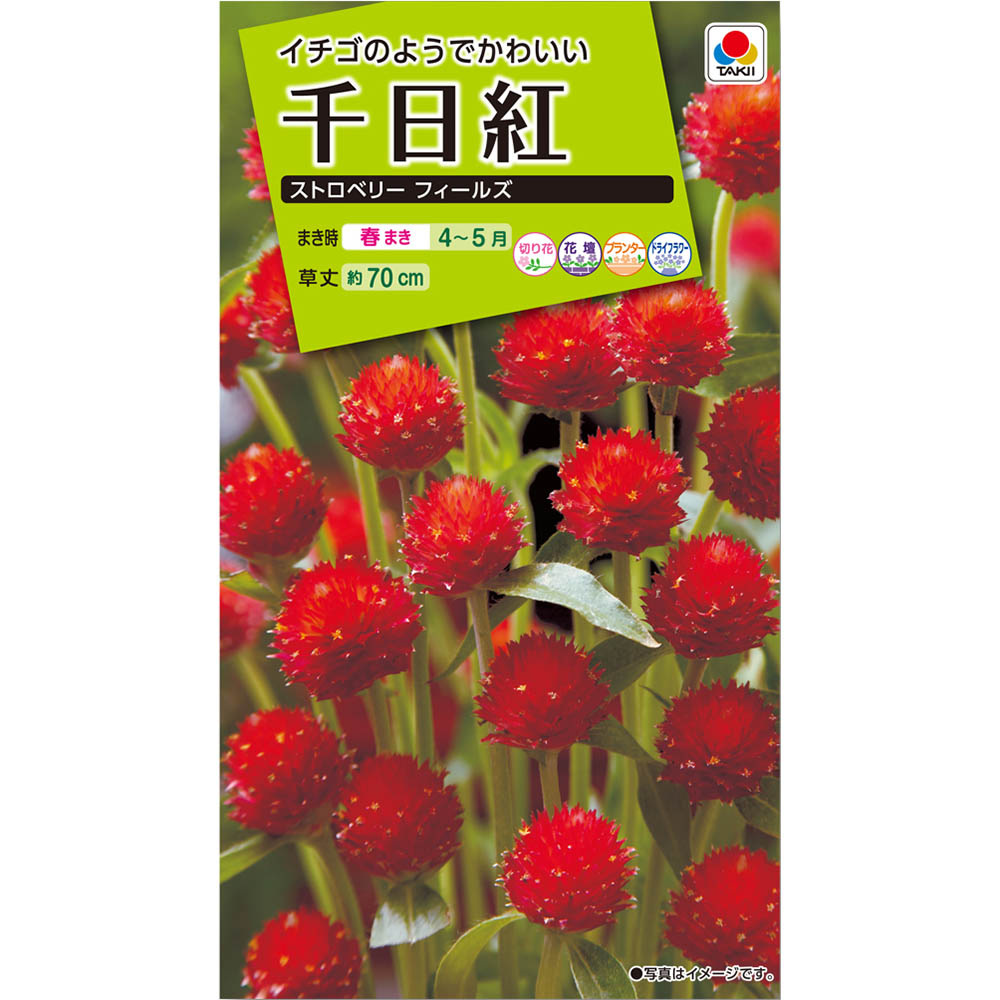 千日紅 ストロベリーフィールズ　春まき