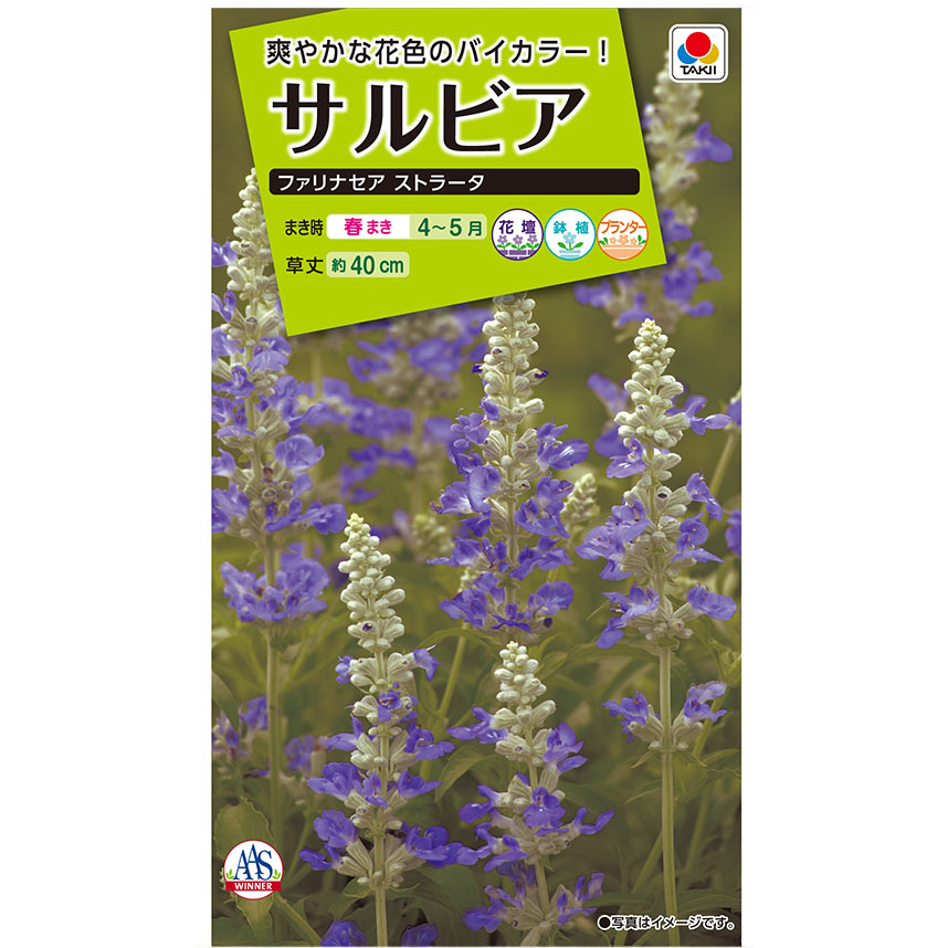 サルビア ファリナセアストラータ　春まき