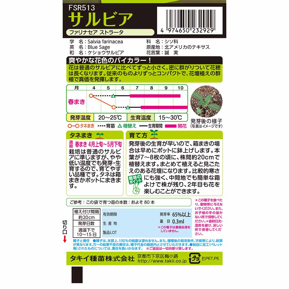 サルビア ファリナセアストラータ　春まき