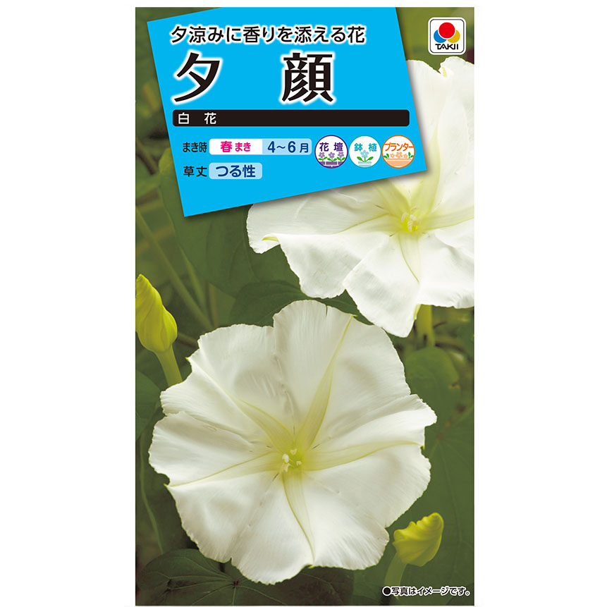夕顔 白花　春まき