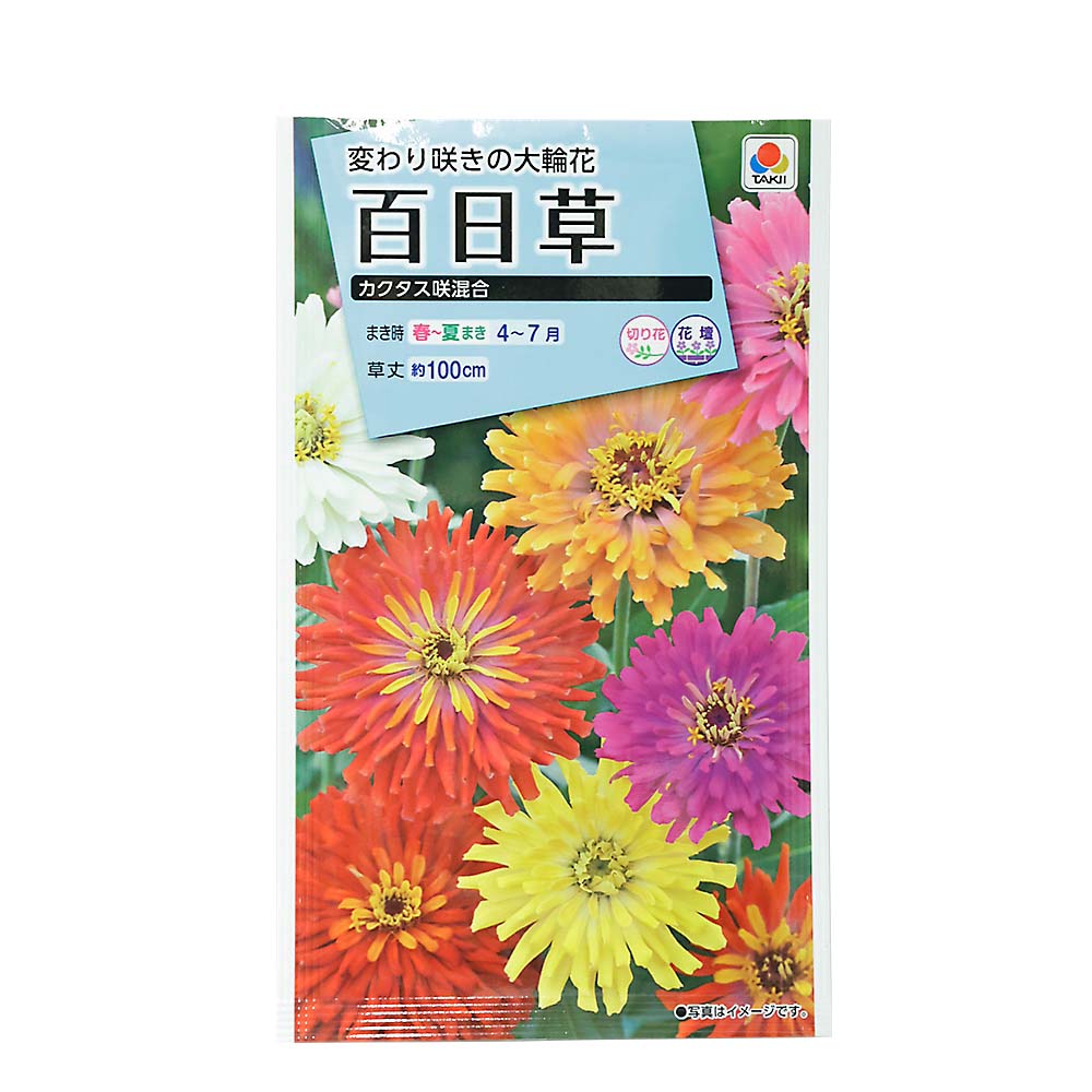 百日草 カクタス咲混合　春まき
