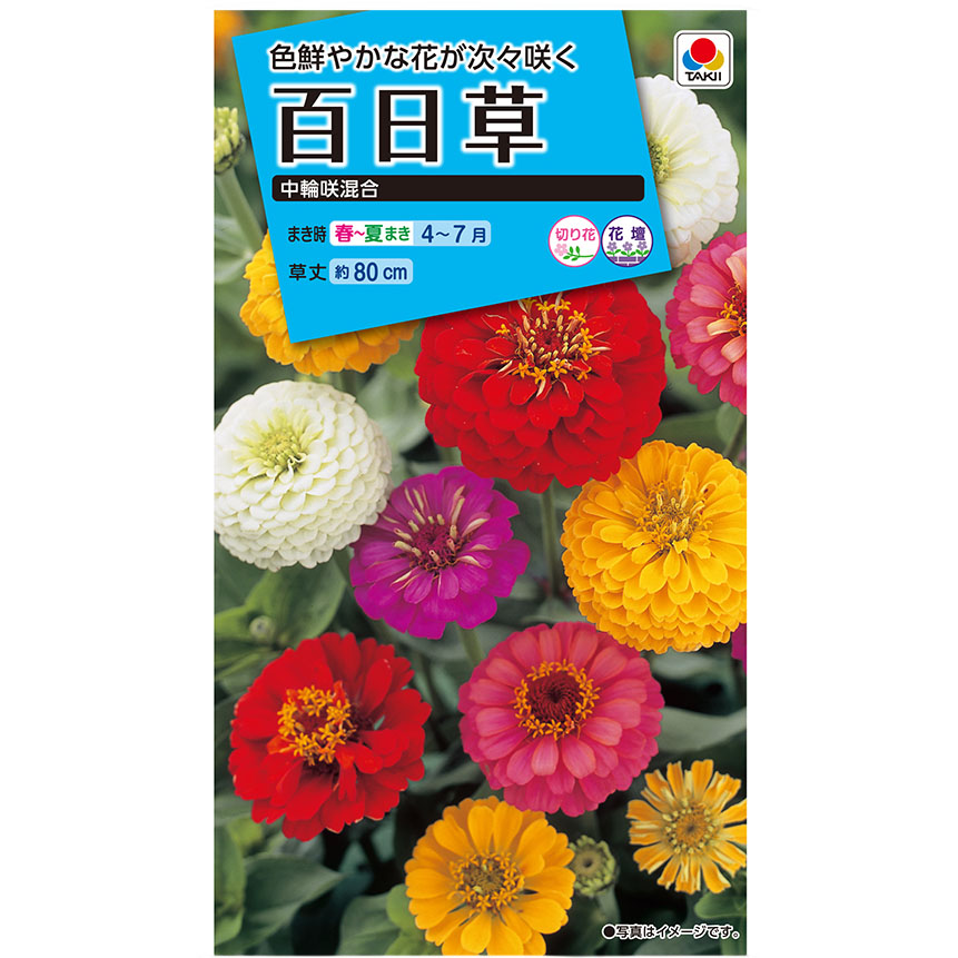 百日草 中輪咲混合　春まき