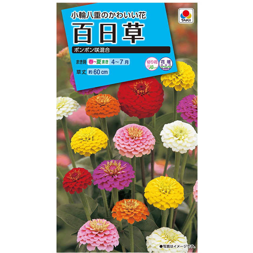 百日草 ポンポン咲混合　春まき