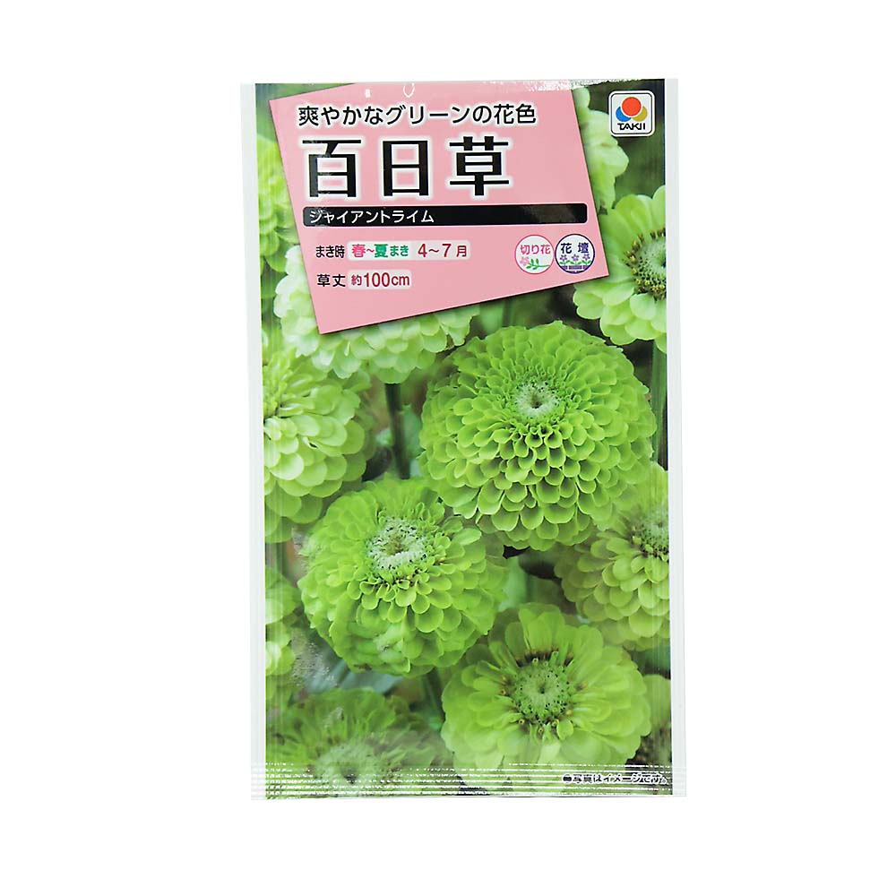 百日草 ジャイアントライム　春まき