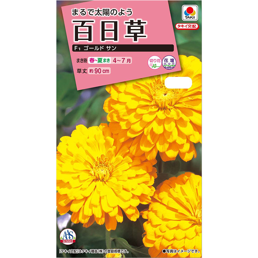 百日草 F1 ゴールドサン　春まき