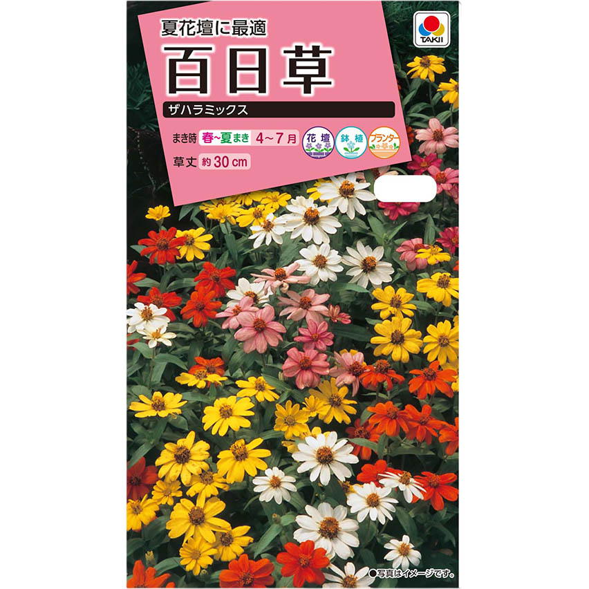 百日草 ザハラミックス　春まき