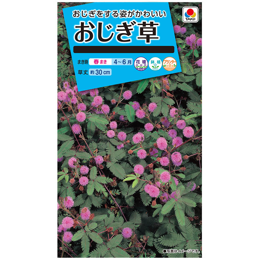 おじぎ草　春まき