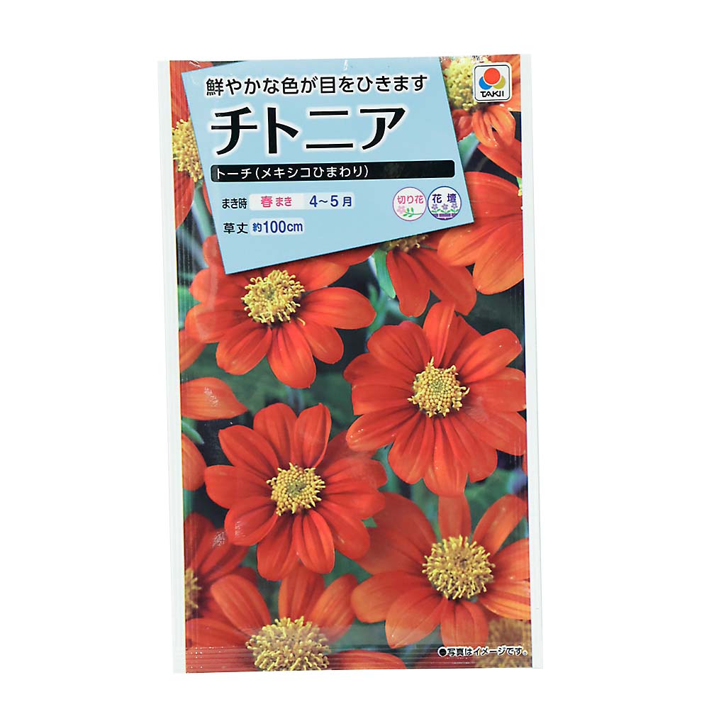 チトニア トーチ(メキシコひまわり)　春まき