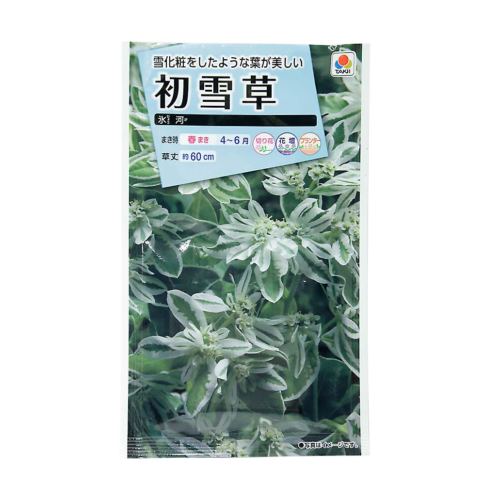 初雪草 氷河　春まき