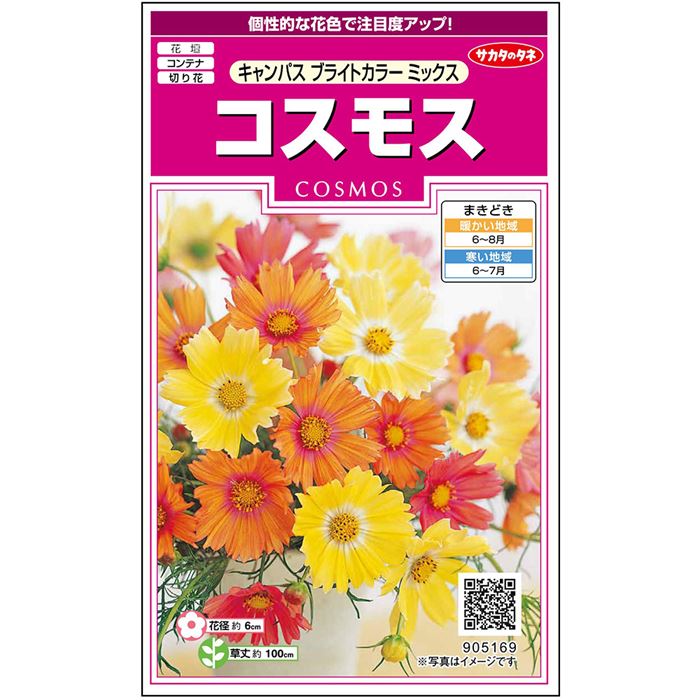 コスモス＿キャンパス　ブライトカラーミックス　春秋兼用